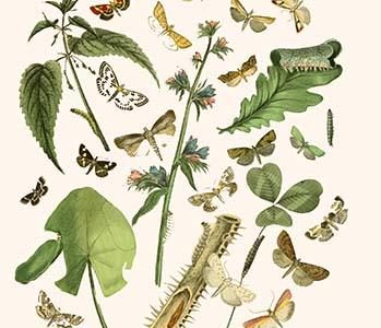 European Butterflies & Moths