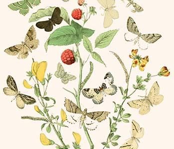 European Butterflies & Moths