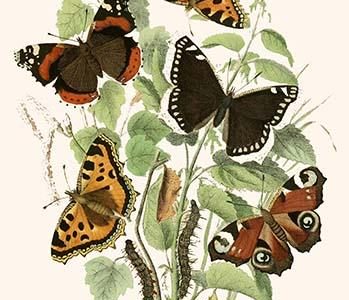 European Butterflies & Moths