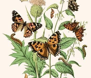 European Butterflies & Moths