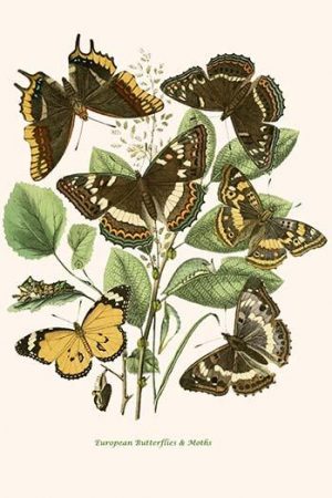 European Butterflies & Moths  (Plate 74)