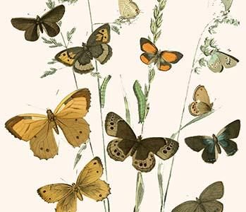 European Butterflies & Moths