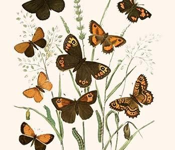 European Butterflies & Moths