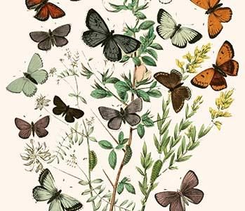 European Butterflies & Moths