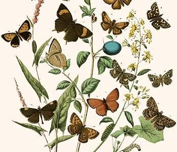 European Butterflies & Moths