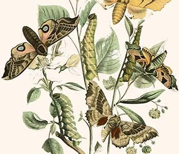 European Butterflies & Moths
