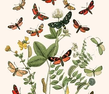 European Butterflies & Moths