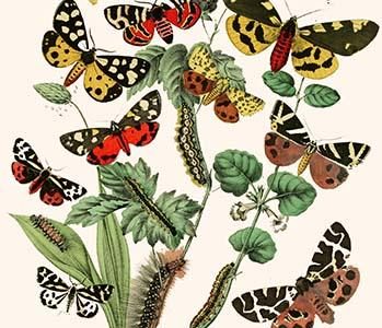 European Butterflies & Moths
