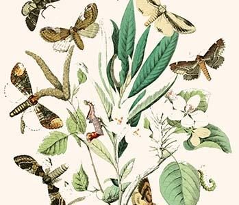 European Butterflies & Moths