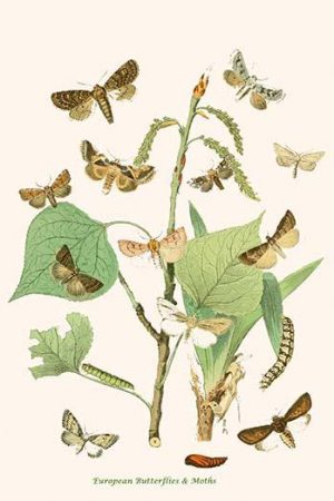 European Butterflies & Moths  (Plate 100)