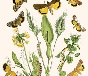 European Butterflies & Moths