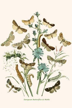 European Butterflies & Moths  (Plate 102)