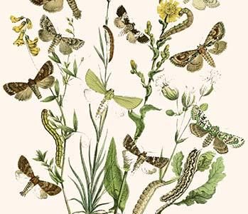 European Butterflies & Moths