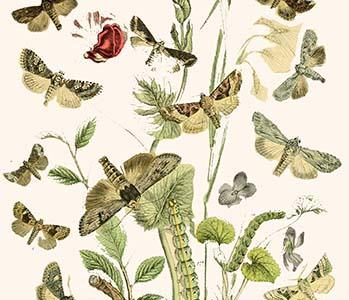 European Butterflies & Moths