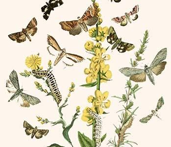 European Butterflies & Moths