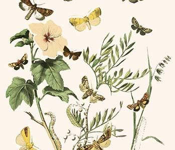 European Butterflies & Moths
