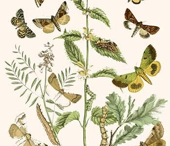 European Butterflies & Moths