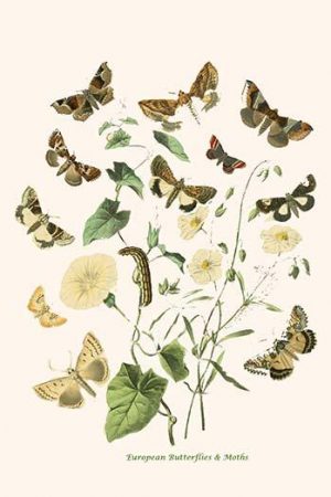 European Butterflies & Moths  (Plate 109)