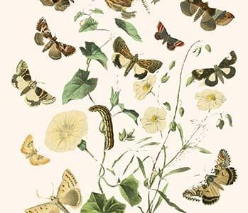 European Butterflies & Moths