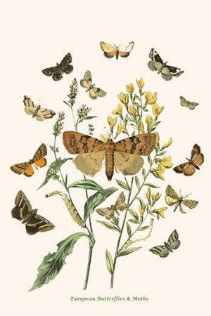 European Butterflies & Moths  (Plate 111)