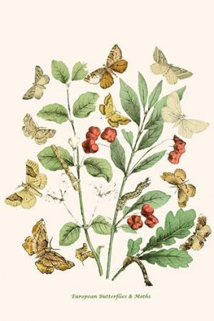 European Butterflies & Moths  (Plate 114)