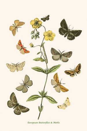 European Butterflies & Moths  (Plate 115)