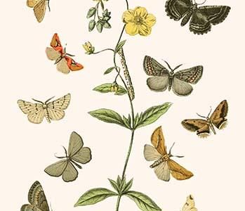 European Butterflies & Moths