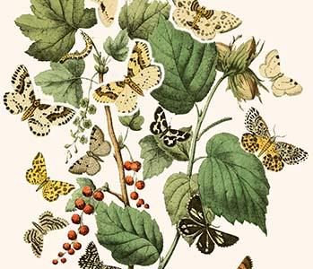 European Butterflies & Moths