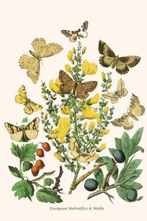 European Butterflies & Moths  (Plate 117)