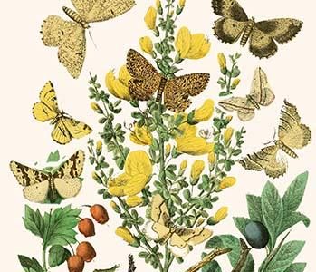European Butterflies & Moths