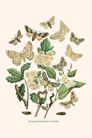 European Butterflies & Moths  (Plate 119)