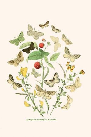 European Butterflies & Moths  (Plate 120)