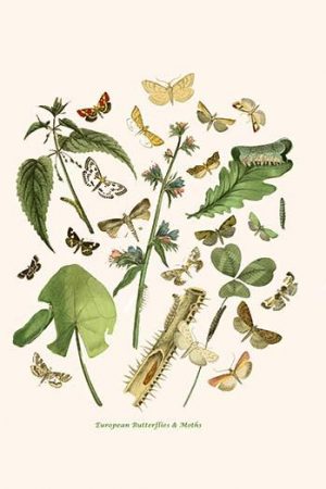 European Butterflies & Moths  (Plate 123)