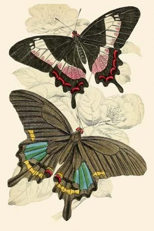 European Butterflies & Moths  (Plate 126)