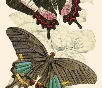 European Butterflies & Moths