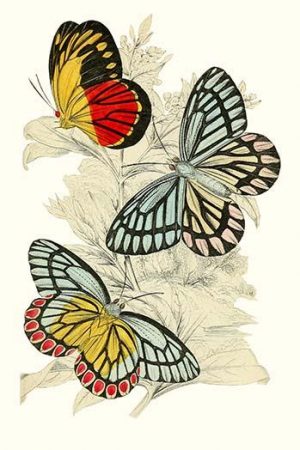 European Butterflies & Moths  (Plate 128)