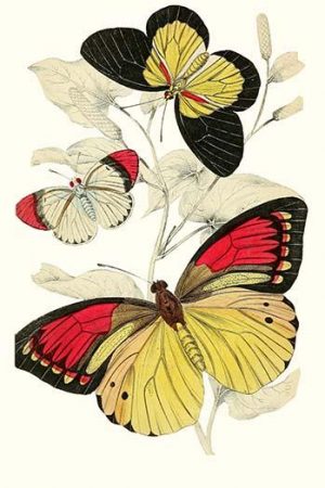 European Butterflies & Moths  (Plate 129)