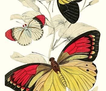 European Butterflies & Moths