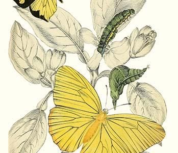 European Butterflies & Moths