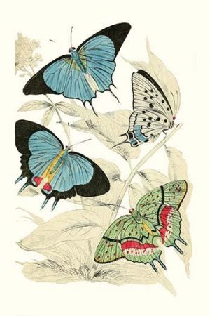 European Butterflies & Moths  (Plate 131)