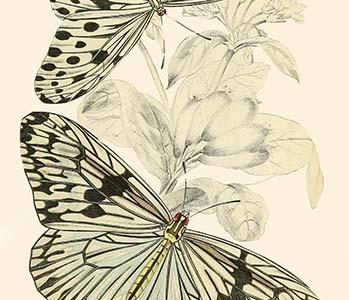 European Butterflies & Moths