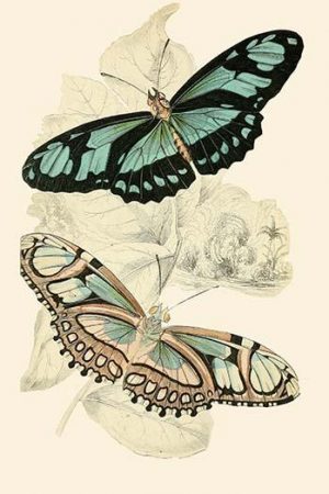 European Butterflies & Moths  (Plate 136)