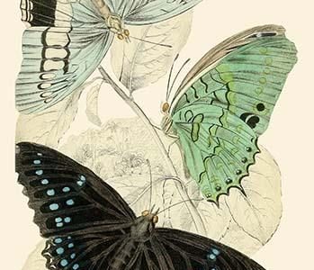 European Butterflies & Moths