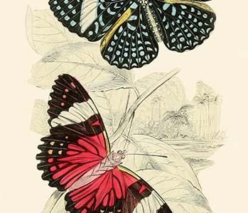 European Butterflies & Moths
