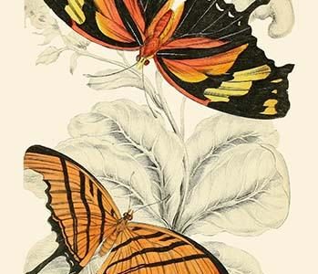 European Butterflies & Moths