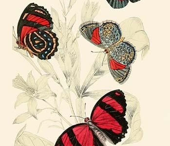 European Butterflies & Moths