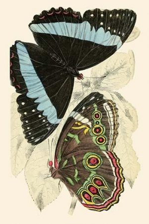 European Butterflies & Moths  (Plate 144)