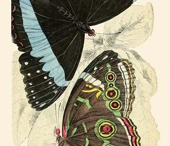 European Butterflies & Moths