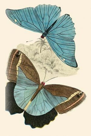 European Butterflies & Moths  (Plate 145)