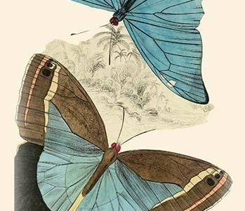 European Butterflies & Moths